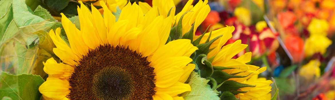 Blumenmarkt in Nizza Bild von den Blumen auf dem Blumenmarkt in Nizza