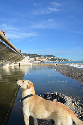Hund an der Promenade in Nizza
