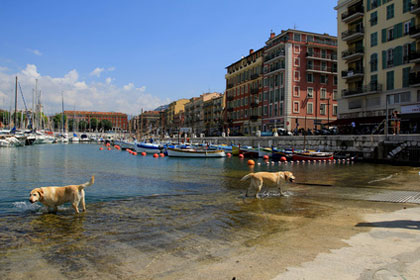 Hunde im Hafen von Nizza
