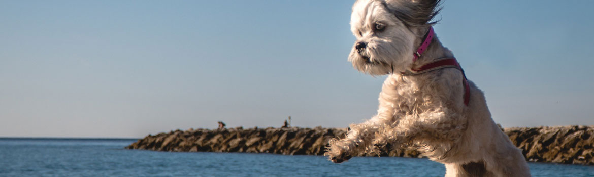 Hundestrände an der Côte d’Azur