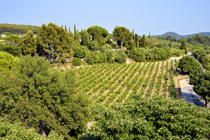 Weinberg an der Côte d’Azur