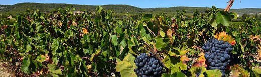 Côte d’Azur Wein